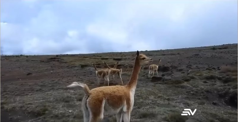 Research Project: “DETERMINATION OF THE CARRYING CAPACITY OF THE VICUGNA VICUGNA IN THE CHIMBORAZO FAUNA PRODUCTION RESERVE”